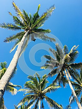 Beautifull coconut trees