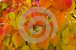 Beautifull colored autumn leafs, red, yellow, orange, green