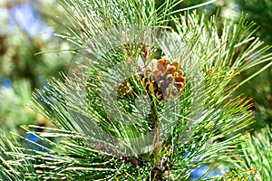 Beautifull coniferous tree on fresh natural forest background