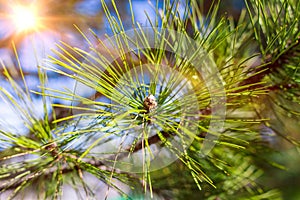 Beautifull coniferous tree on fresh natural forest background