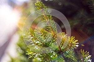 Beautifull coniferous tree on fresh natural forest background