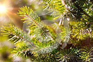 Beautifull coniferous tree on fresh natural forest background