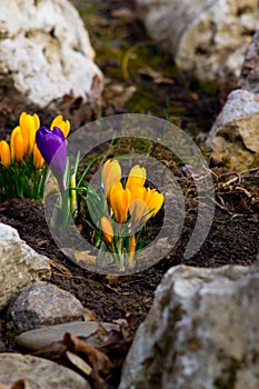 Beautifull crokus flowers in spring