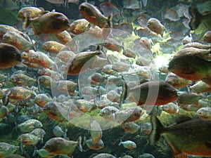 Beautifull fishes