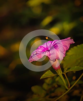 A beautifull flower