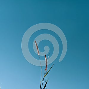 A beautifull flower with blue sky