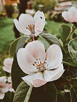 Beautifull Flower in the garden