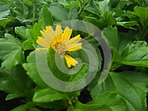 Beautifull Flower and green leaf