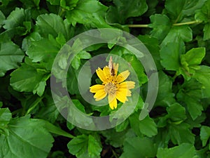 Beautifull Flower and green leaf