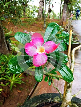 Beautifull of flower in Indonesia