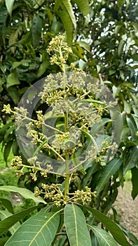 Beautifull Flower of Mango