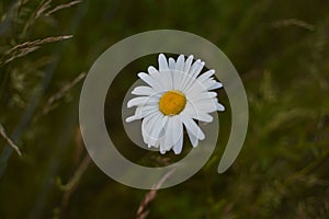 Beautifull flower with no edit