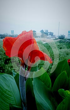 Beautifull flower plant with crezy red color flower and green leaves attractive artistic good-looking pic of plant