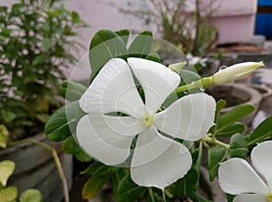 Beautifull flower plant with white color flower attractive artistic good-looking pic of plant