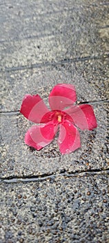 Beautifull flower after rain