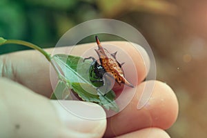 Beautifull friendly shelled spider walk on leaf