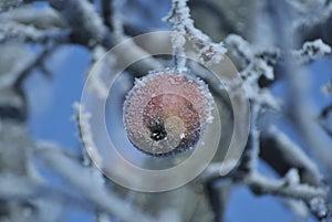 Beautifull and frozed apple