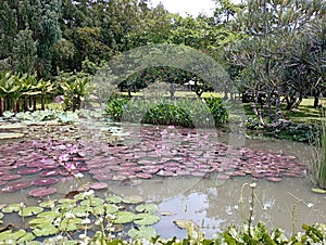 beautifull garden with the pond that consist a lot of lotus