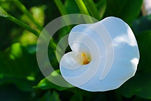 Beautifull giant white arum lily