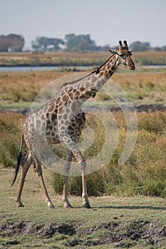 A beautifull giraffe walking along the Chobe river.