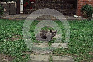 A beautifull and gorgeous grey cat. photo