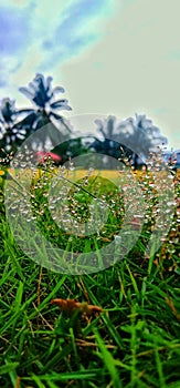 Beautifull grass after rain