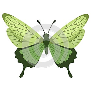 Beautifull green cartoon butterfly Vector