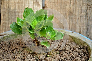 The green flower plant seedlings in  pote with wooden background. photo