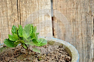 The green flower plant seedlings in  pote with wooden background. photo