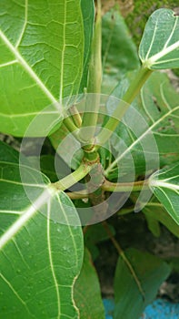 A beautifull green leaf