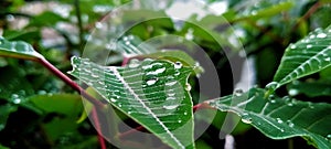 Beautifull green leaves and drop rain