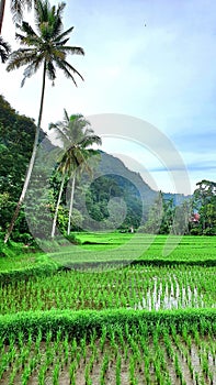 Beautifull green of the rice field and cocnut trees