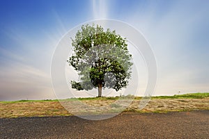 Beautifull green tree