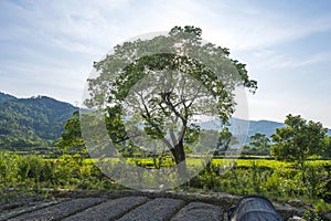 Beautifull green tree