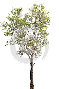 Beautifull green tree on white background in high definition.Tropical tree on white background for architecture designing