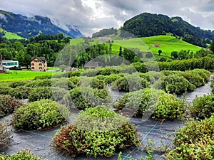 A Beautifull Greeny Nature view