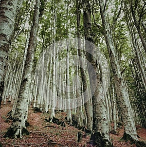 A Beautifull and Greeny white Forest