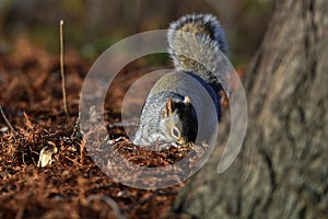Beautifull grey squirrel Sciurus carolinensis among autumn leaves and tree searching food.