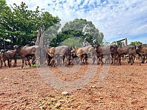 Beautifull herd of nellore calves photo