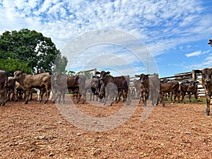 Beautifull herd of nellore calves photo