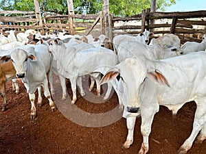 Beautifull herd of nellore calves photo