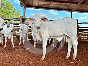 Beautifull herd of nellore calves photo