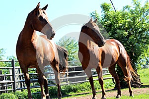 Beautifull horses looking same direction