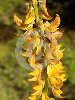 Beautifull inflorescence of Crotalaria spp.in natural blurred background.