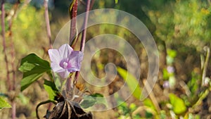 Beautifull Ipomoea Aquatica White Flower