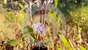 Beautifull Ipomoea Aquatica White Flower