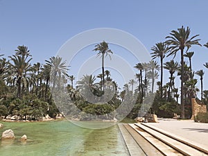 Beautifull lake in the Palmeral of Alicante