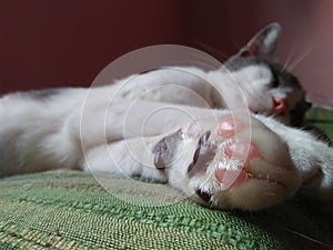 Beautifull Lazy Cat paws