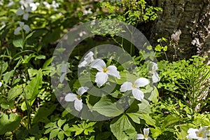 A Beautifull north American flower White Trillium flower