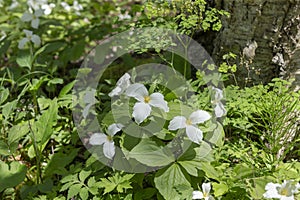 A Beautifull north American flower White Trillium flower